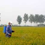 Effective Weed Control in Spokane