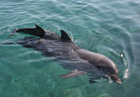 Having A Great Time With Dolphin Tours In Destin Florida