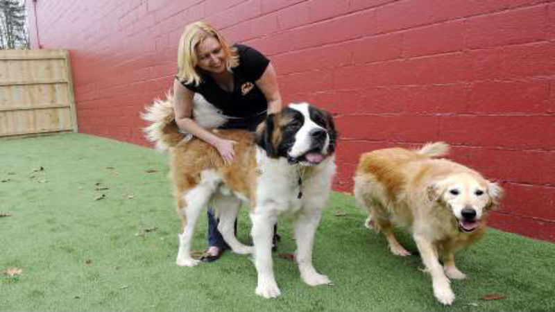 Things to Consider About Pet Franchise Opportunities