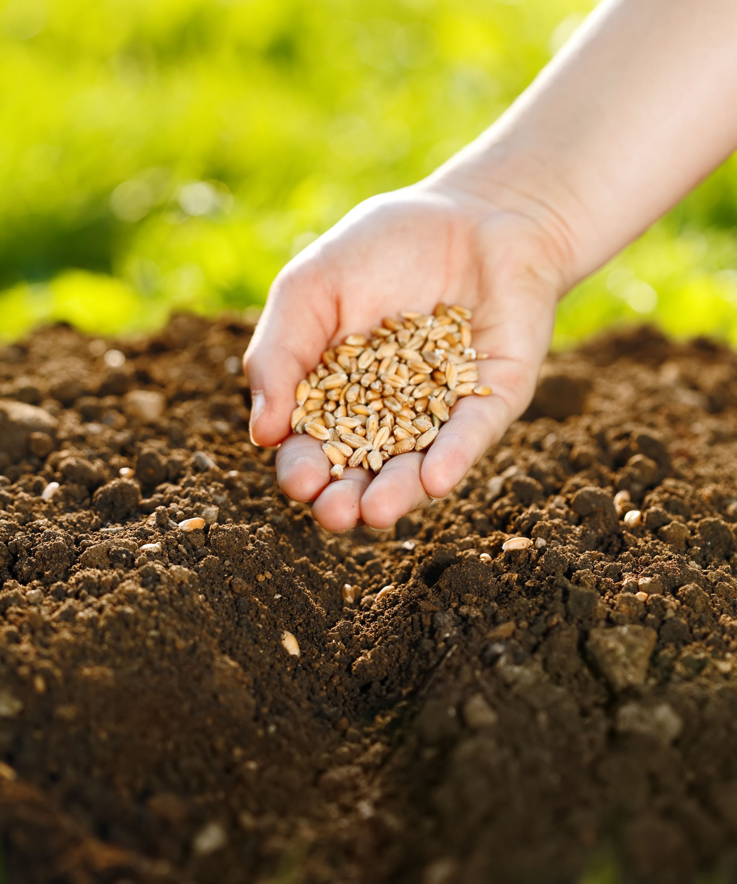 Why is Lawn Seeding in Manchester, CT Important?