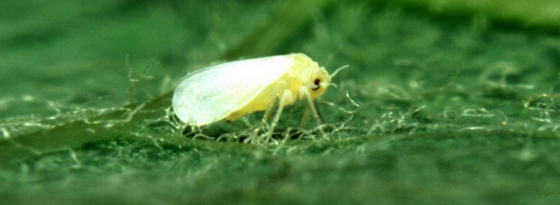 Fight Fire with Fire: Whitefly Pest Control in Maui Uses Predator Bugs