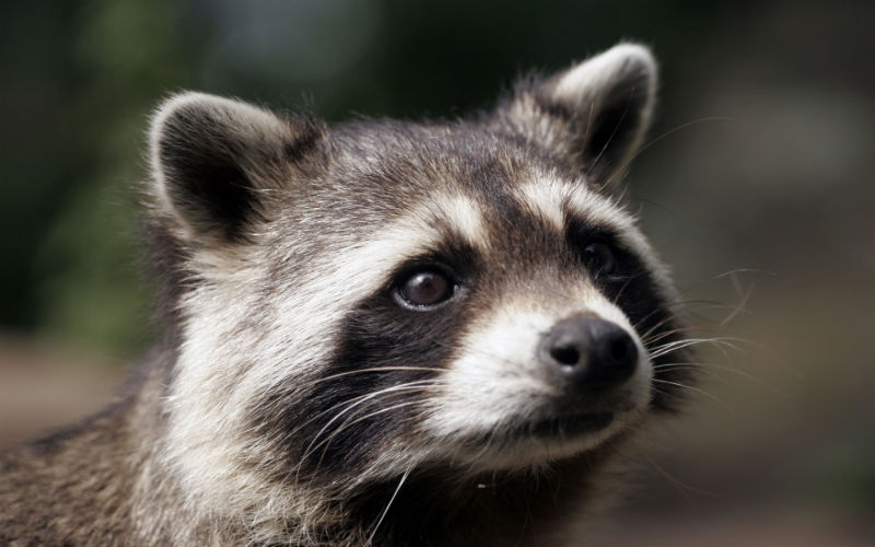 Important Considerations Regarding Raccoon Removal in Columbus OH