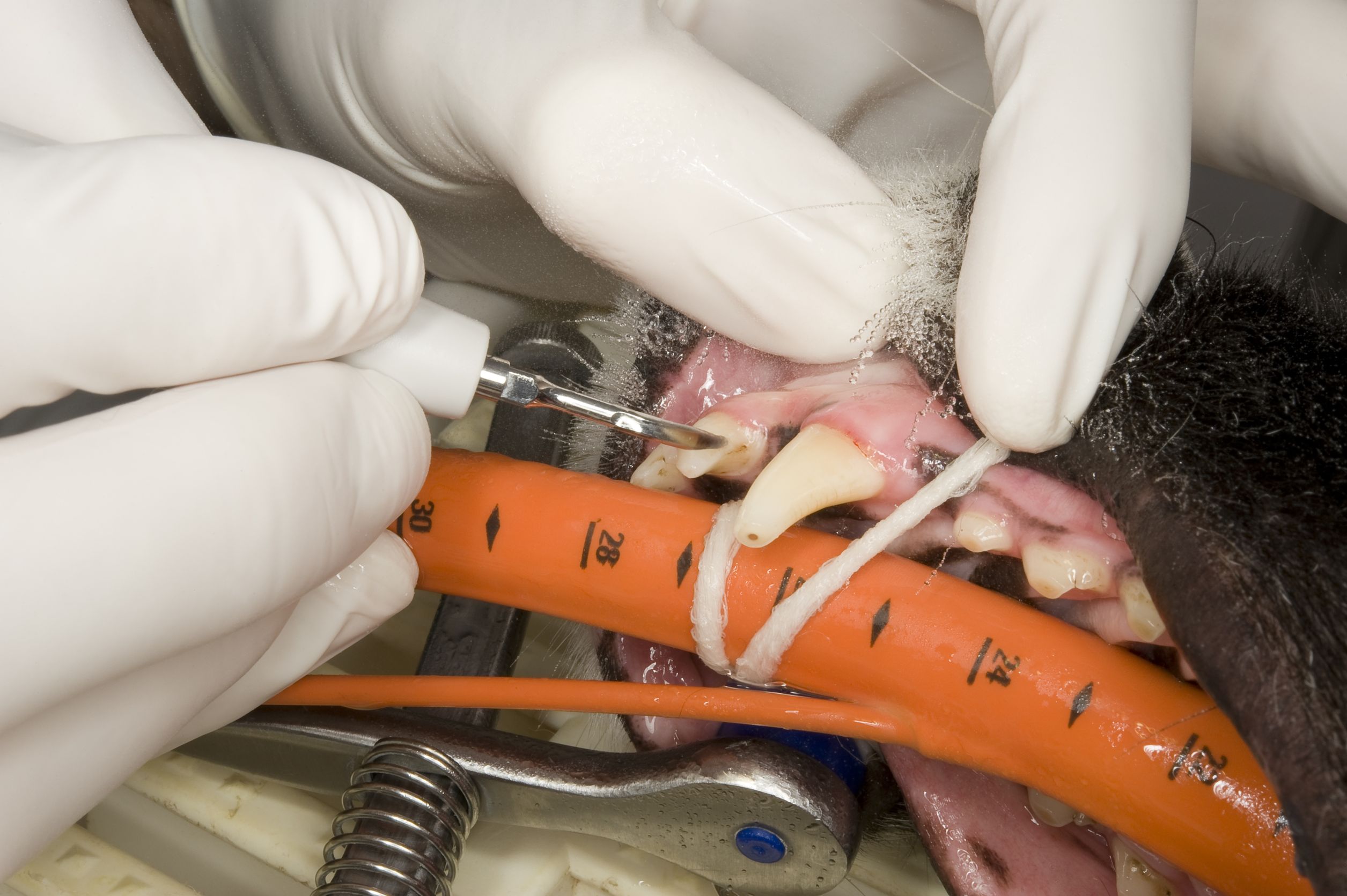 Frequently Asked Questions About Dog Orthopedic Surgery In Ft. Belvoir, VA