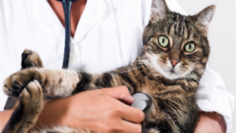 Common Cat And Dog Procedures Performed At A Veterinary Hospital In Fort Bend County