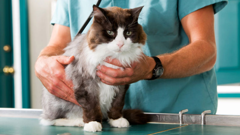 Finding the Right Vet Clinic Service in Gaithersburg, MD