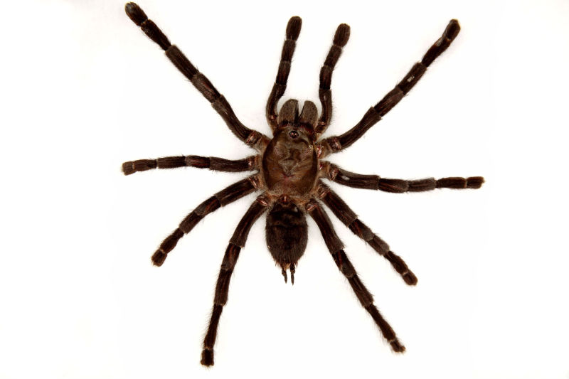 Getting Help with Spider Control in Des Moines, IA