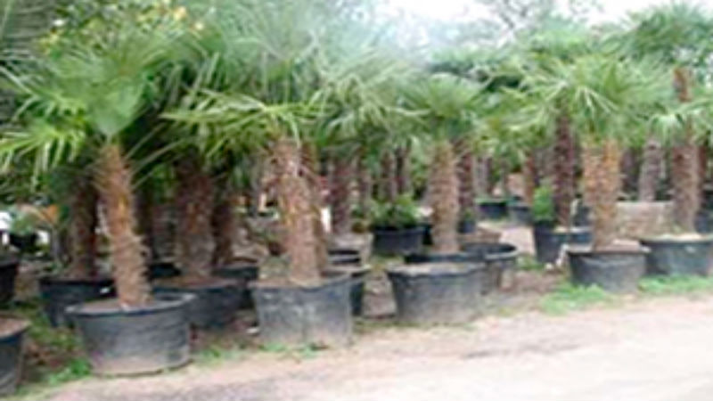 Items to Discuss with the Tree Planting Services in Oahu, HI
