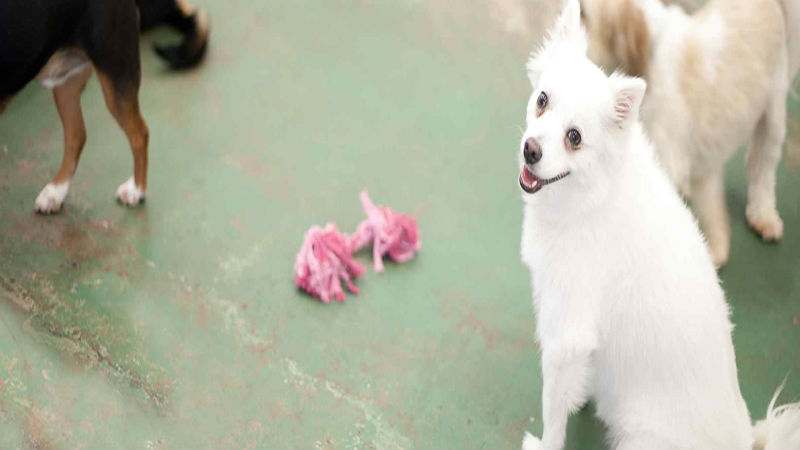 A Dog Can Learn New Tricks When They Attend Dog Daycare