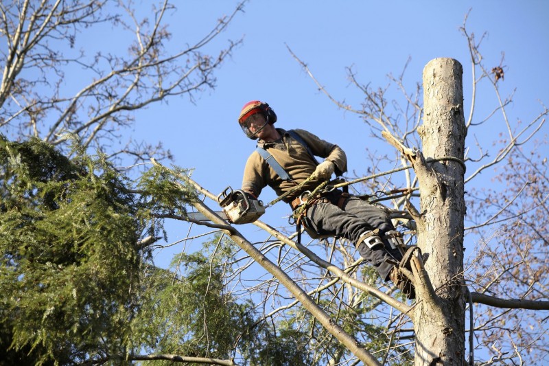 Why to Hire a Tree Service in Somerville