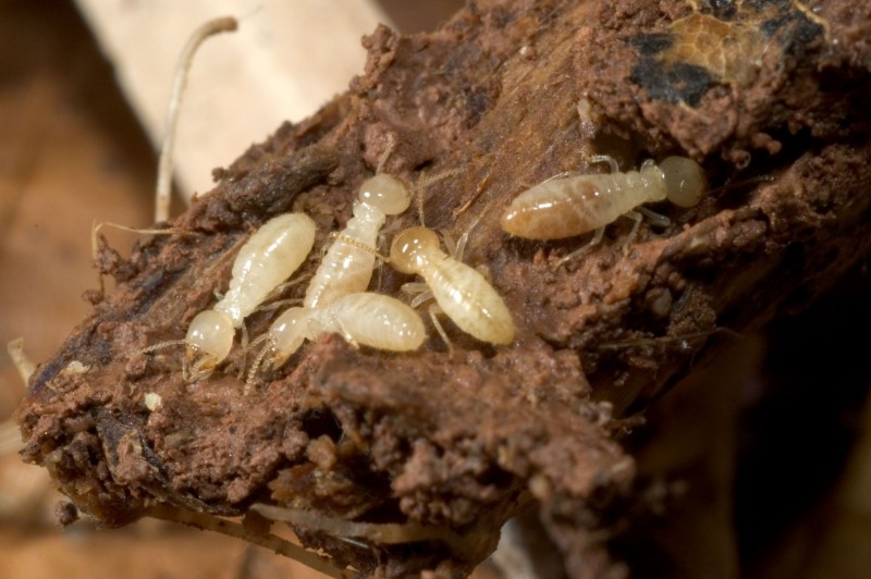 Termites in Harford County Can Destroy The Foundation Of The Home