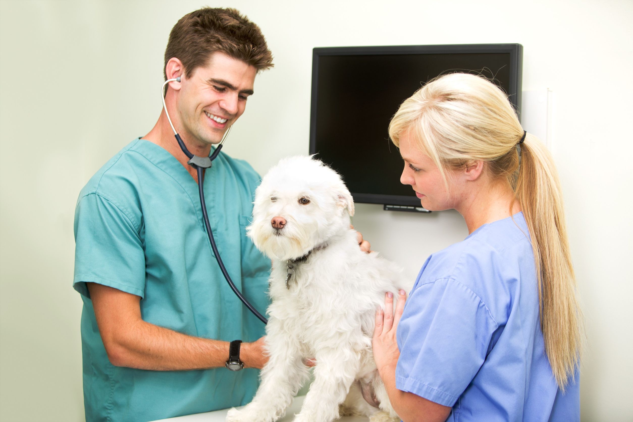 Protecting the Health of Adored Pets with the Help of Veterinarians in Sugar Land