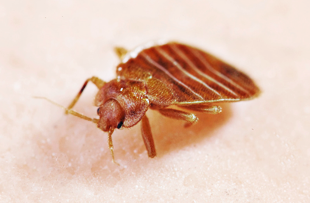 Signs that Your May Have a Termite Infestation in Your Olympia, WA Home