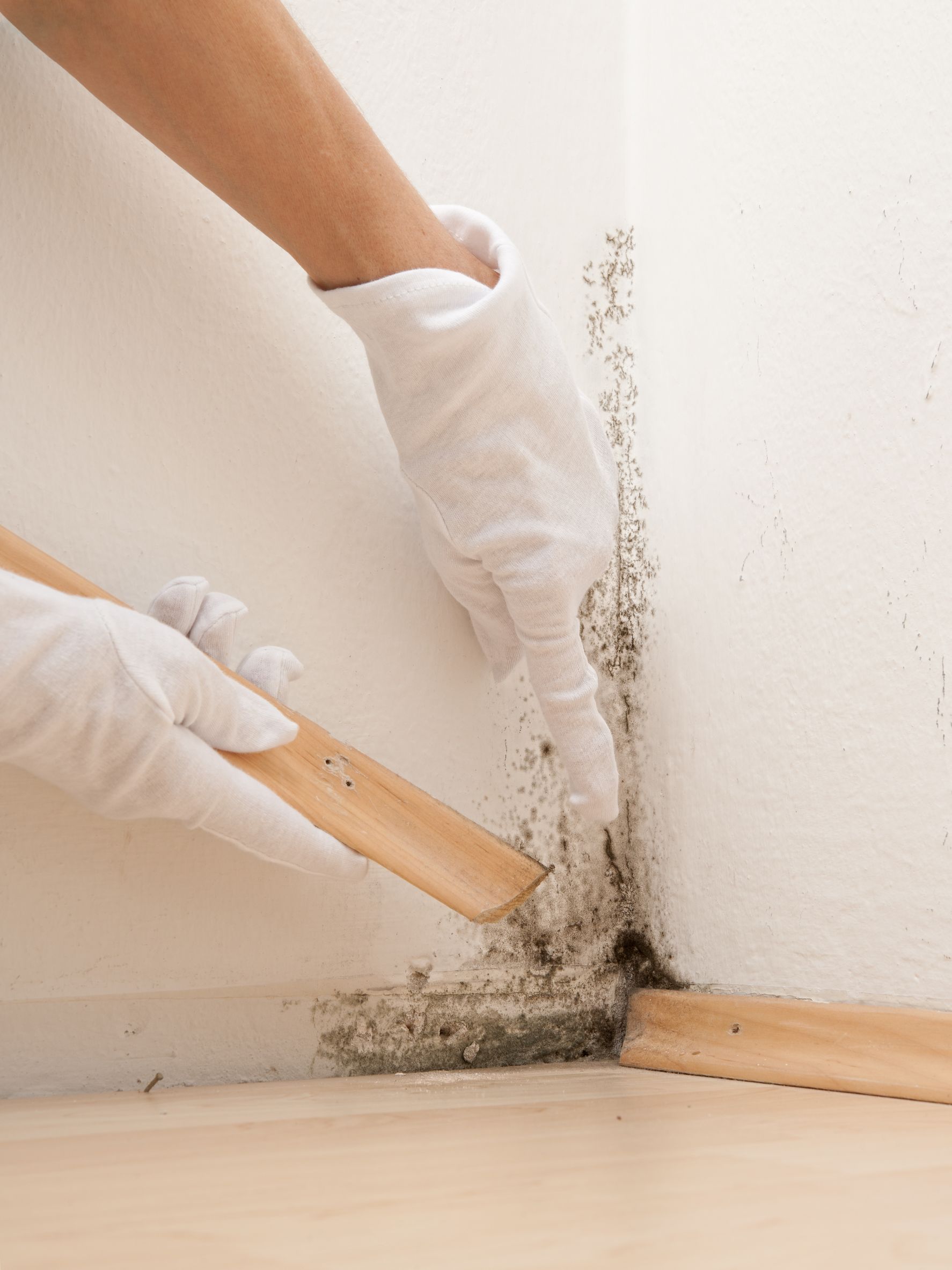 Understand the Importance of Mold Removal in Ashburn VA