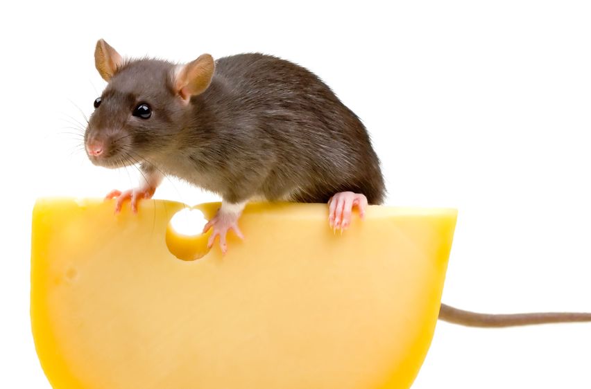 Using Rodent Removal in Baltimore MD To Rid A Home Of Mice