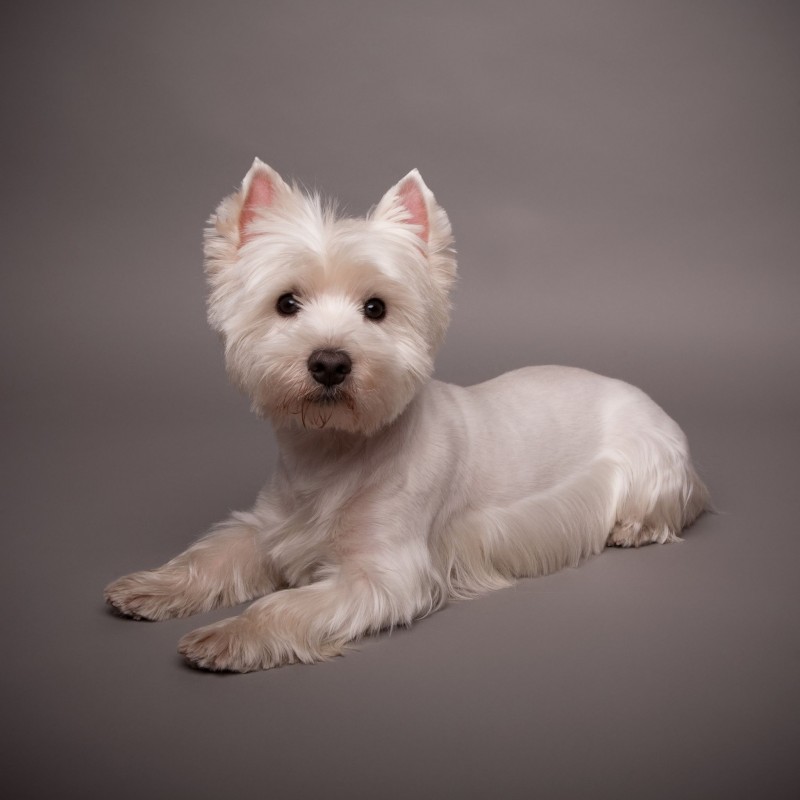 Reasons to Visit a Local Pet Store in Albany, OR