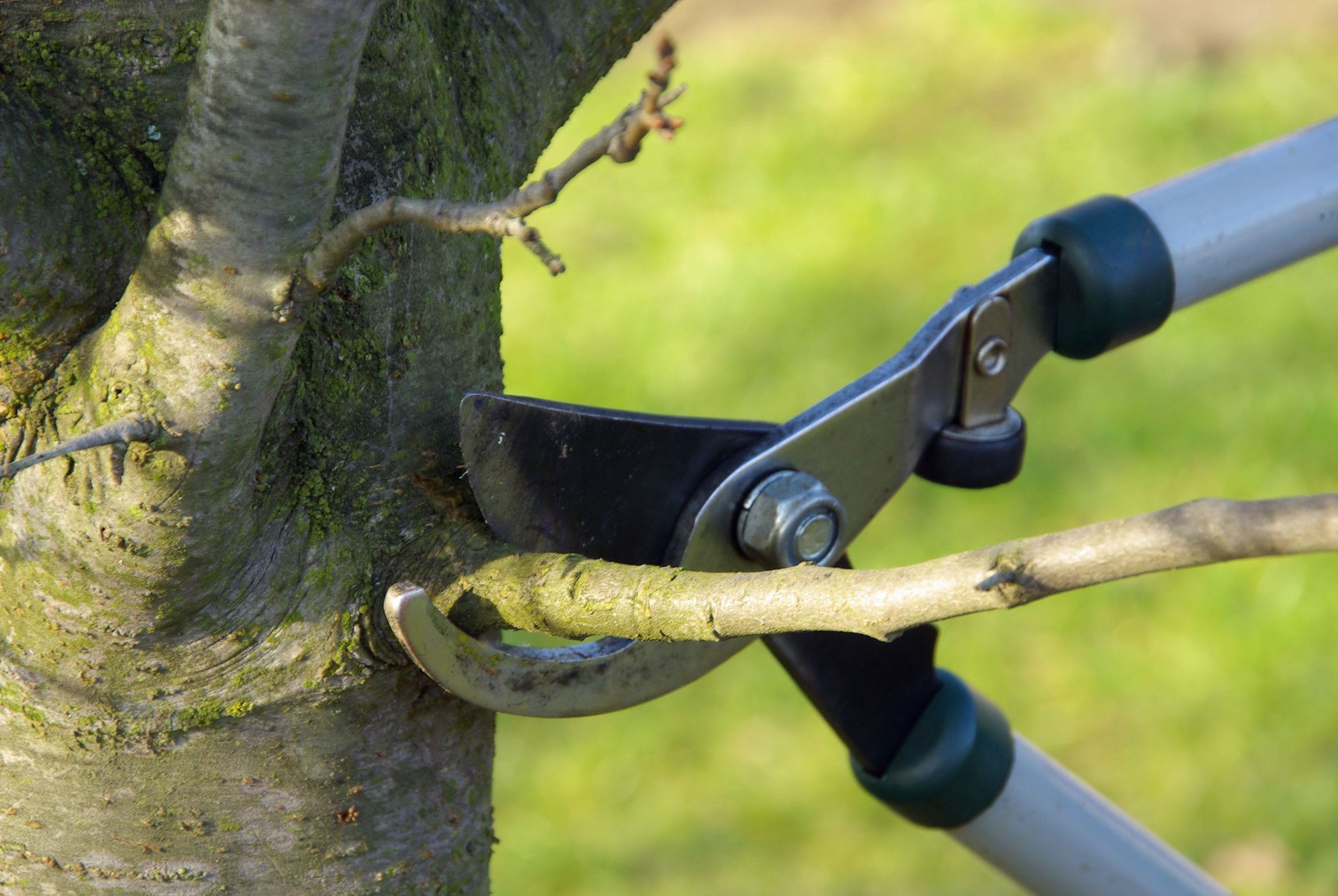 Benefits Of Regular Tree Pruning in Arlington