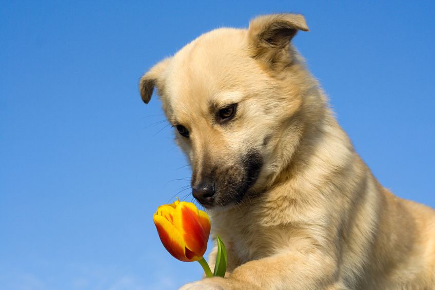 Making the Most of Dog Grooming Services in Alexandria, VA