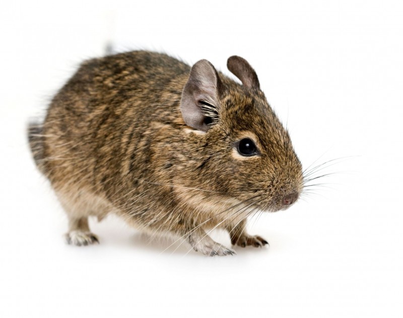 Using Pest Control Services in Jackson NJ To Remove Mice From A Home