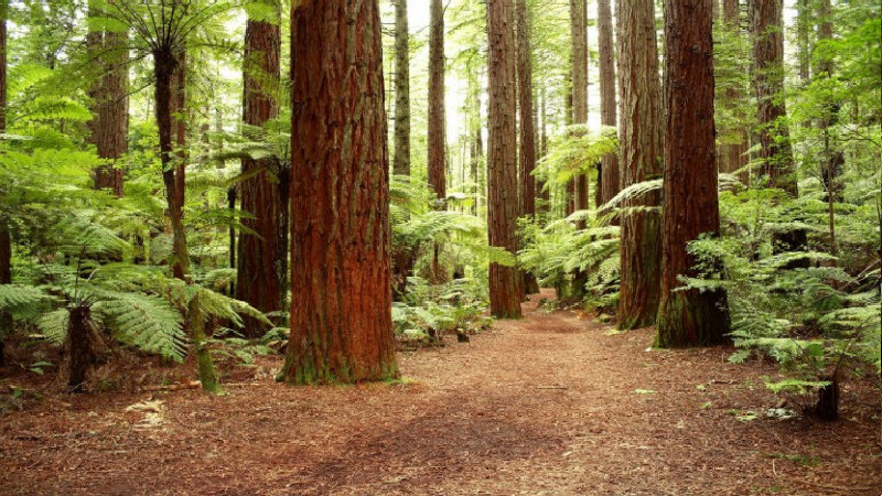 Hire a Tree Cutting Service in Marietta GA Today