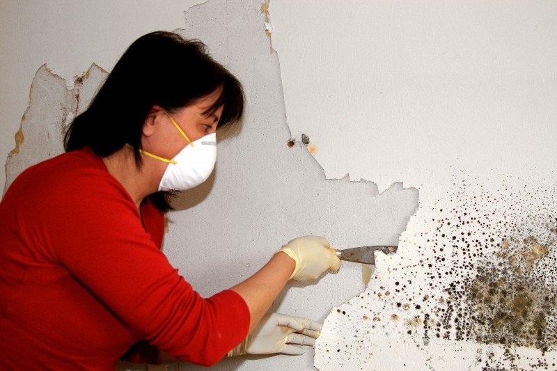 Hire Someone Who Specializes in Mold Treatment in Alexandria VA
