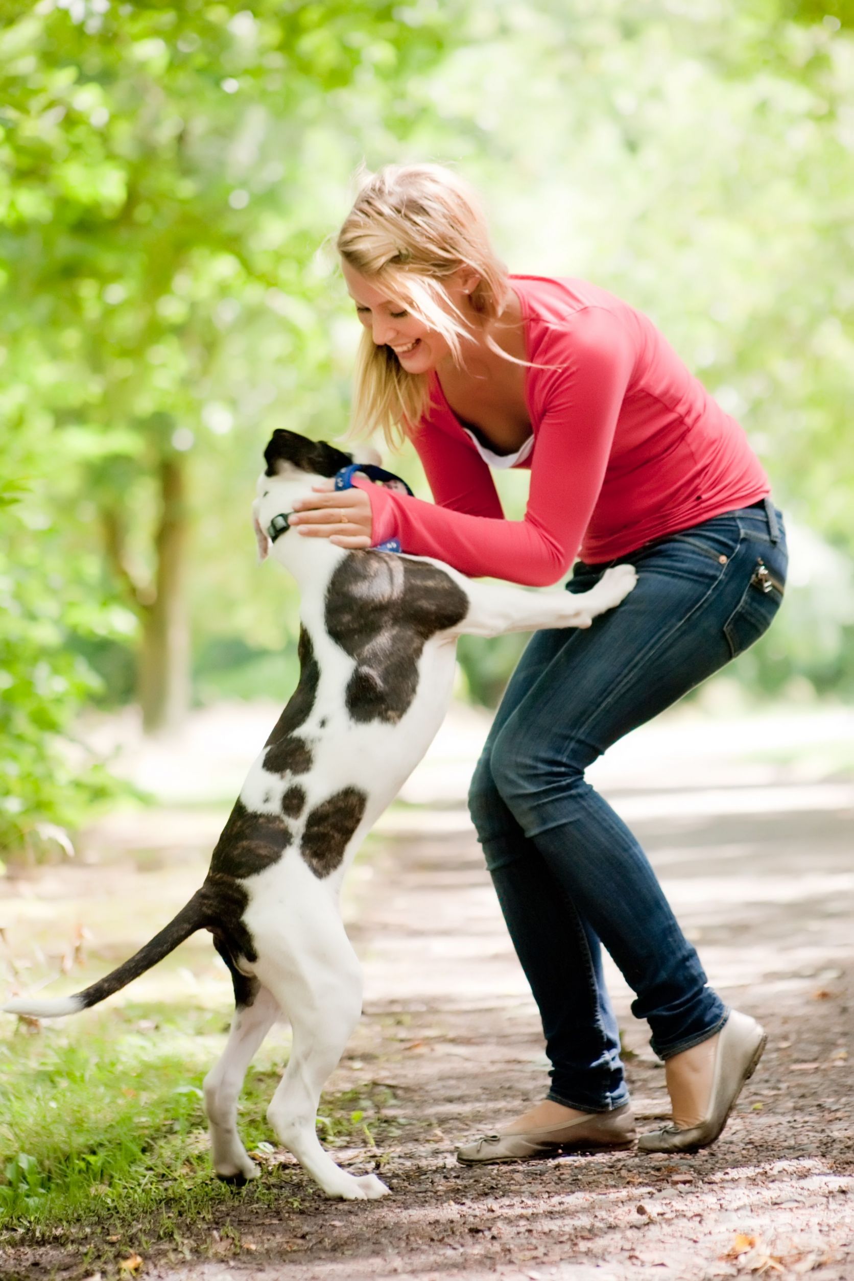 Puppy Training in Chicago Often Proves to be Especially Productive