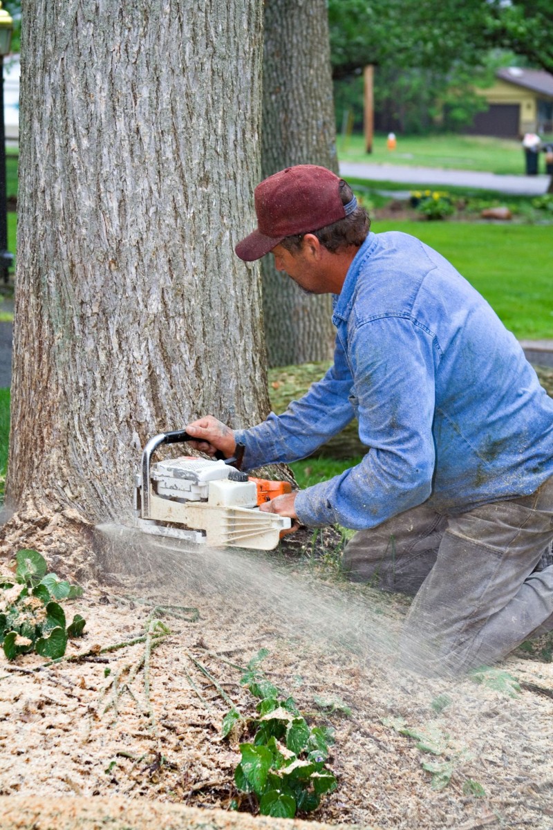 Why Select Stump Grinding Services in Arlington?