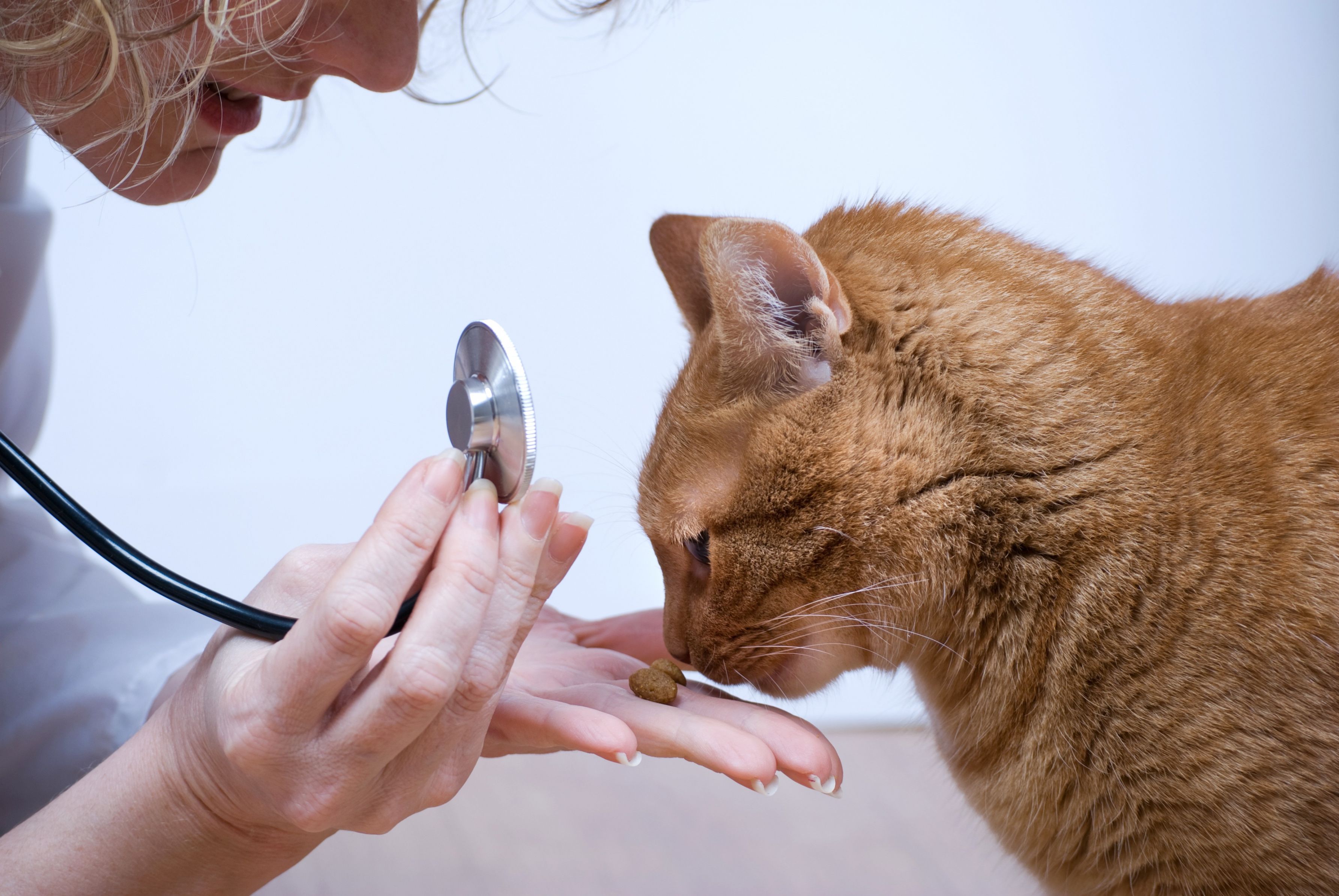 Protect Your Colossal Canine with Specialized Animal Medicine in Gulfport, MS