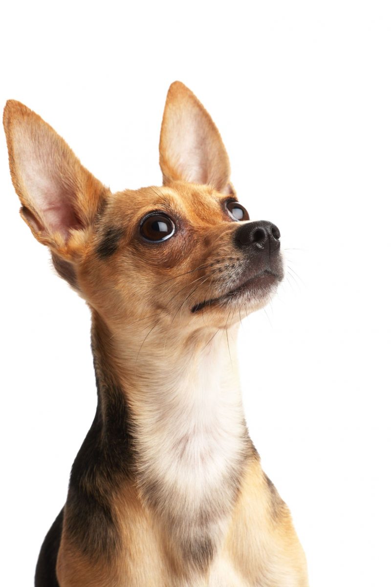 The Ultimate Dog Spas for Pennsylvania K9s