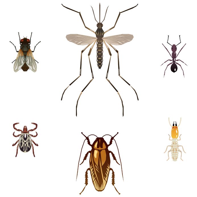 What You Should Learn About Mosquitoes Jackson NJ