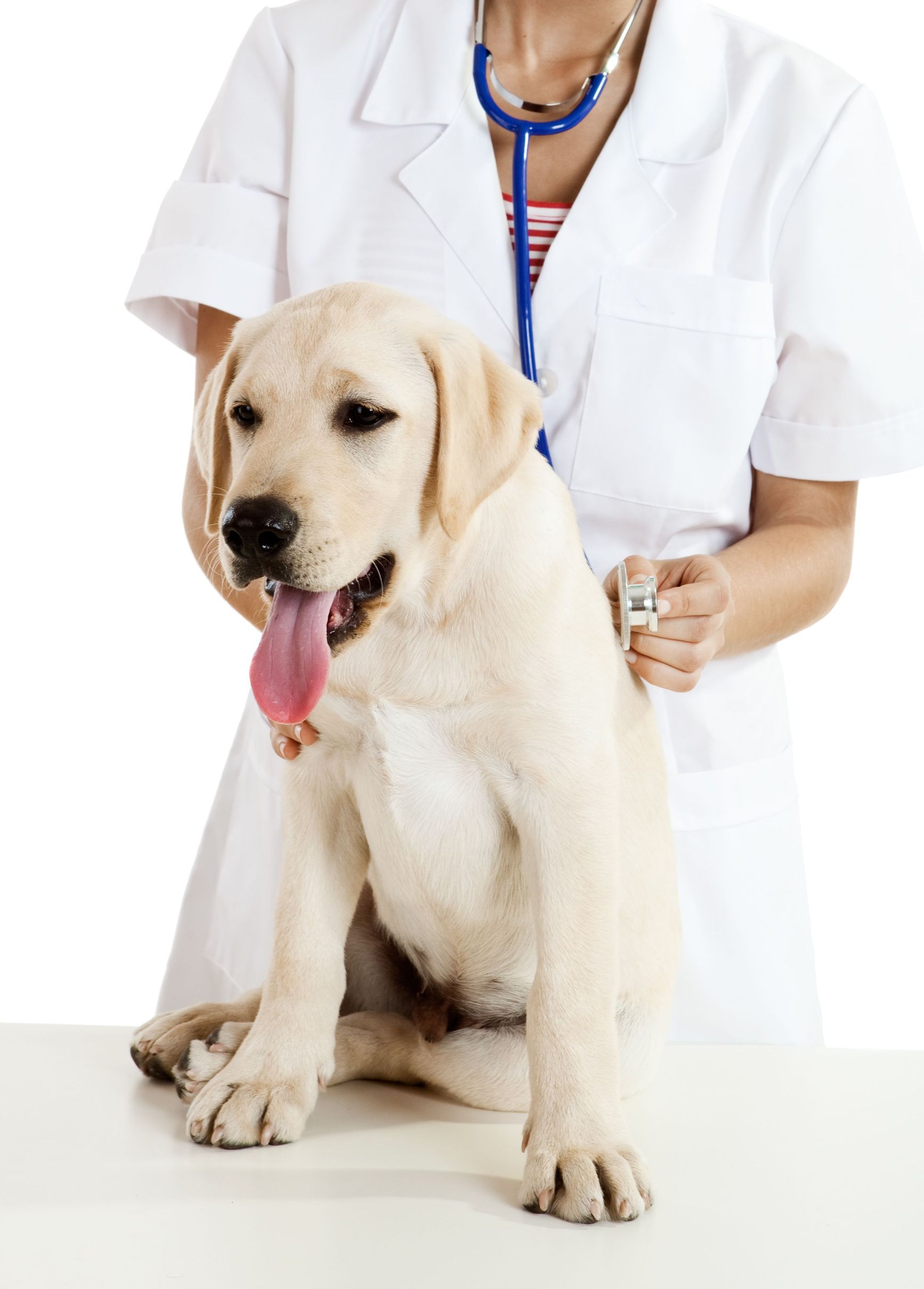 What Are The Benefits Of Dog Daycare Services In Chicago?
