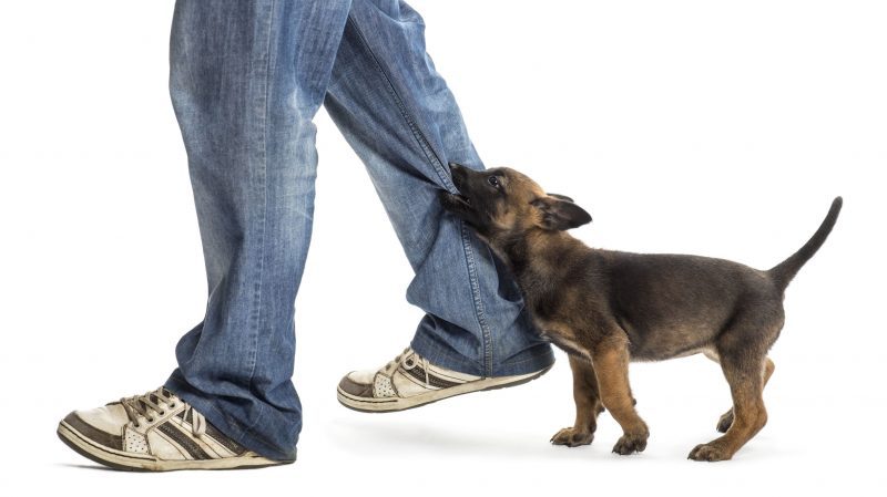 What Happens When You Hire a Dog Bite Attorney in Houston?