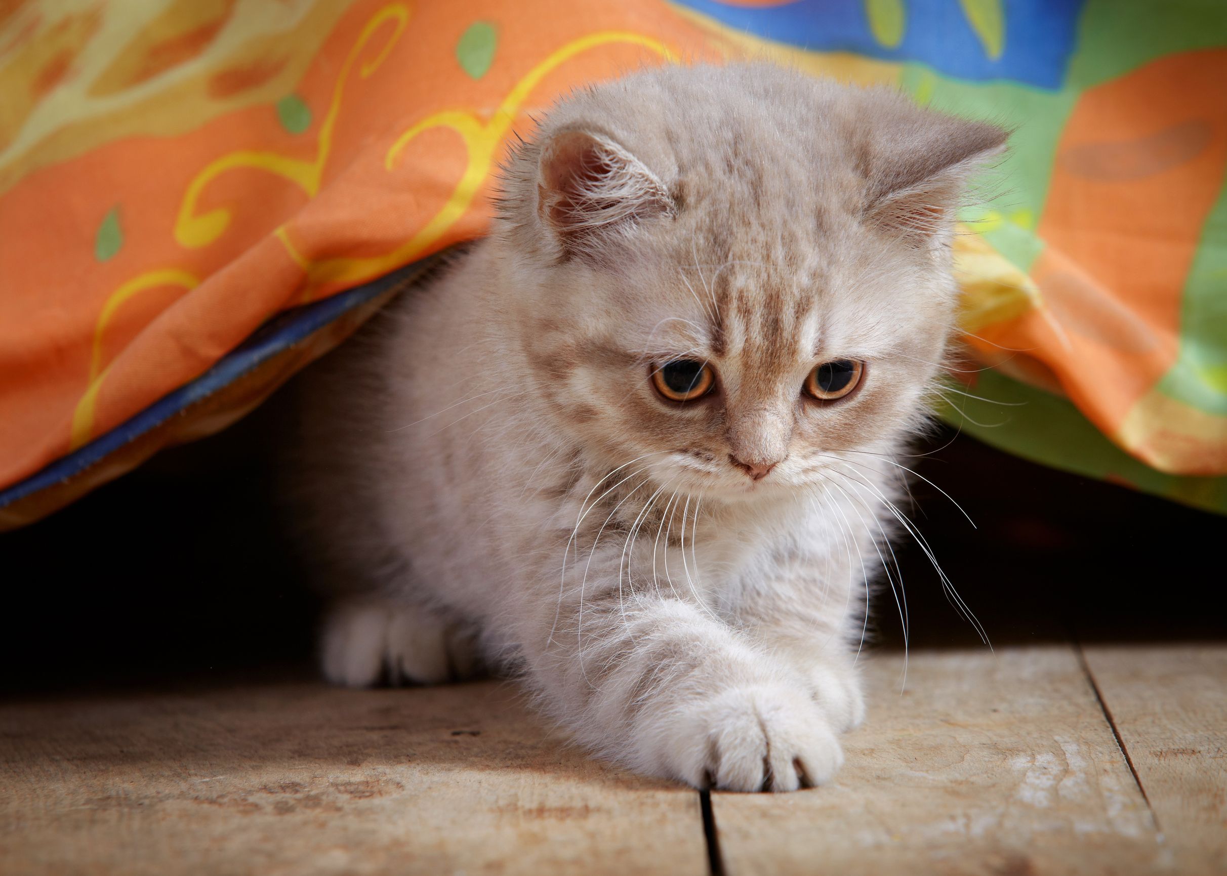 Cat Condos in Phoenix, MD Offer Top-Notch Care for Your Special Pets