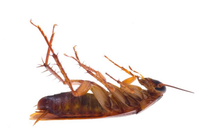 Use Professional Exterminators to Eliminate Bed Bugs in Freehold NJ