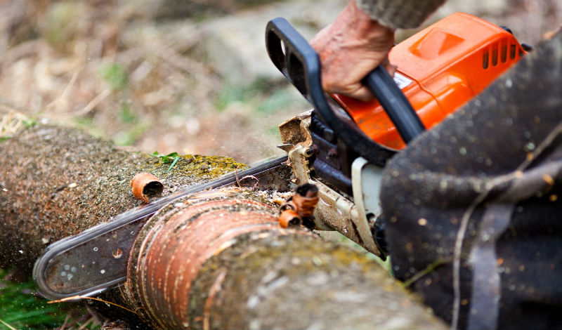 Tree Maintenance Service in Honolulu That Makes a Difference