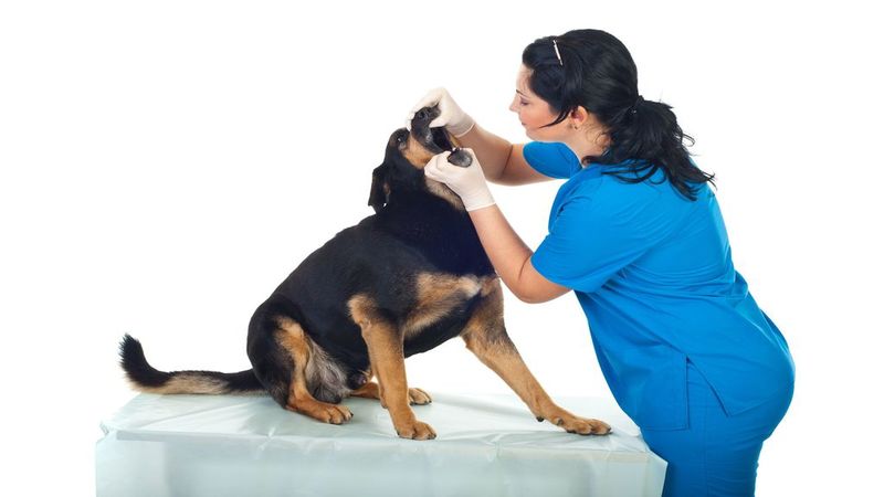 How to Get the Best Animal Dental Care