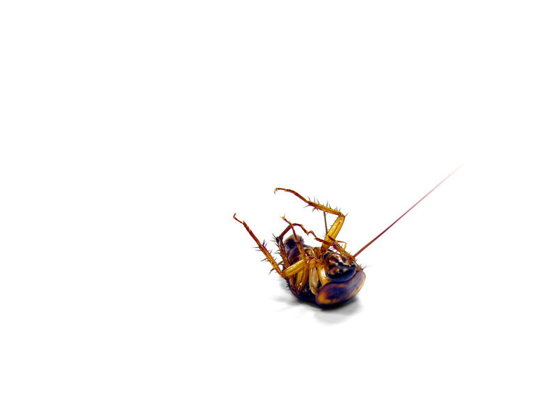 Eliminating Roaches With An Exterminator In Baltimore, MD