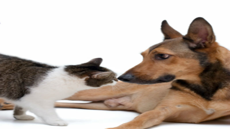 Tips for Finding a Quality Animal Hospital