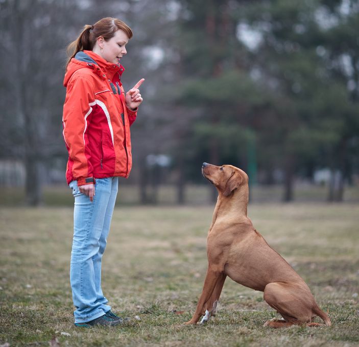 Dog Parents Needing a Getaway Should Call Doggy Day Care in Omaha NE