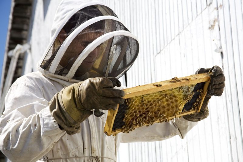 Consider Professional Pest Control Longmont, CO for a Comfortable Home