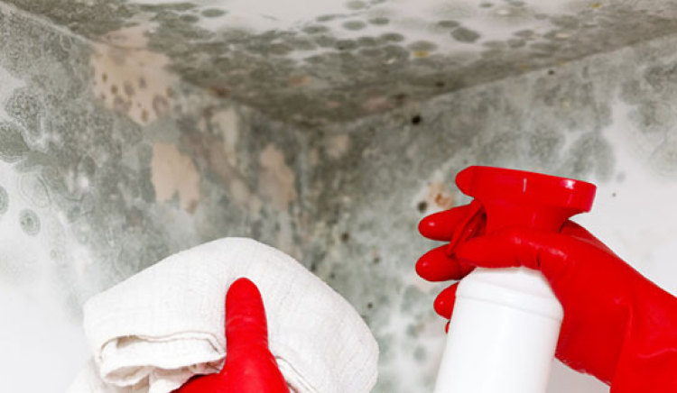 Signs It’s Time to Call a Mold Detection Service in Ashburn, VA