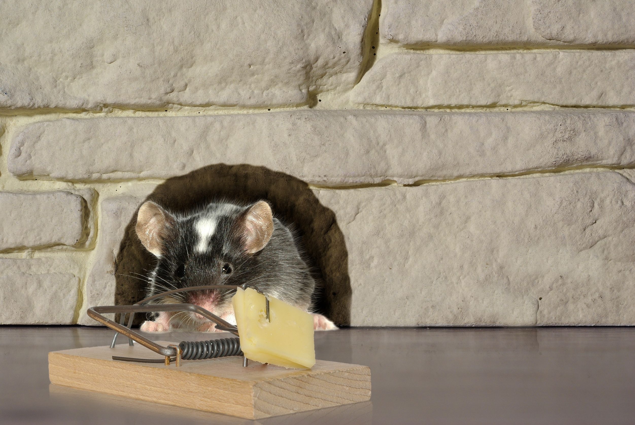 Calling A Service That Does Pest Control in Glen Burnie To Remove Mice