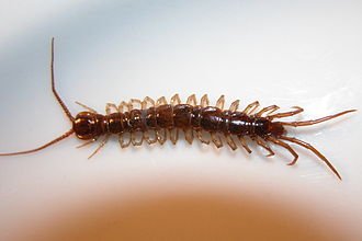 Helpful Tips for Getting Rid of Centipedes in Marlboro, NJ