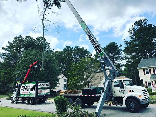 Restore Your Property to a Beautiful State with Tree Removal Services