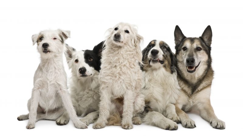 Considerations to Make when Hiring a Pet Sitter