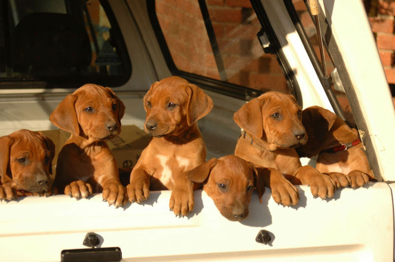 Helpful Tips to Find a Quality Dog Daycare in Mt. Vernon