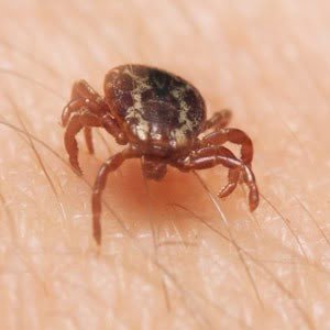 4 Reasons To Hire A Company That Sprays For Ticks In Freehold NJ