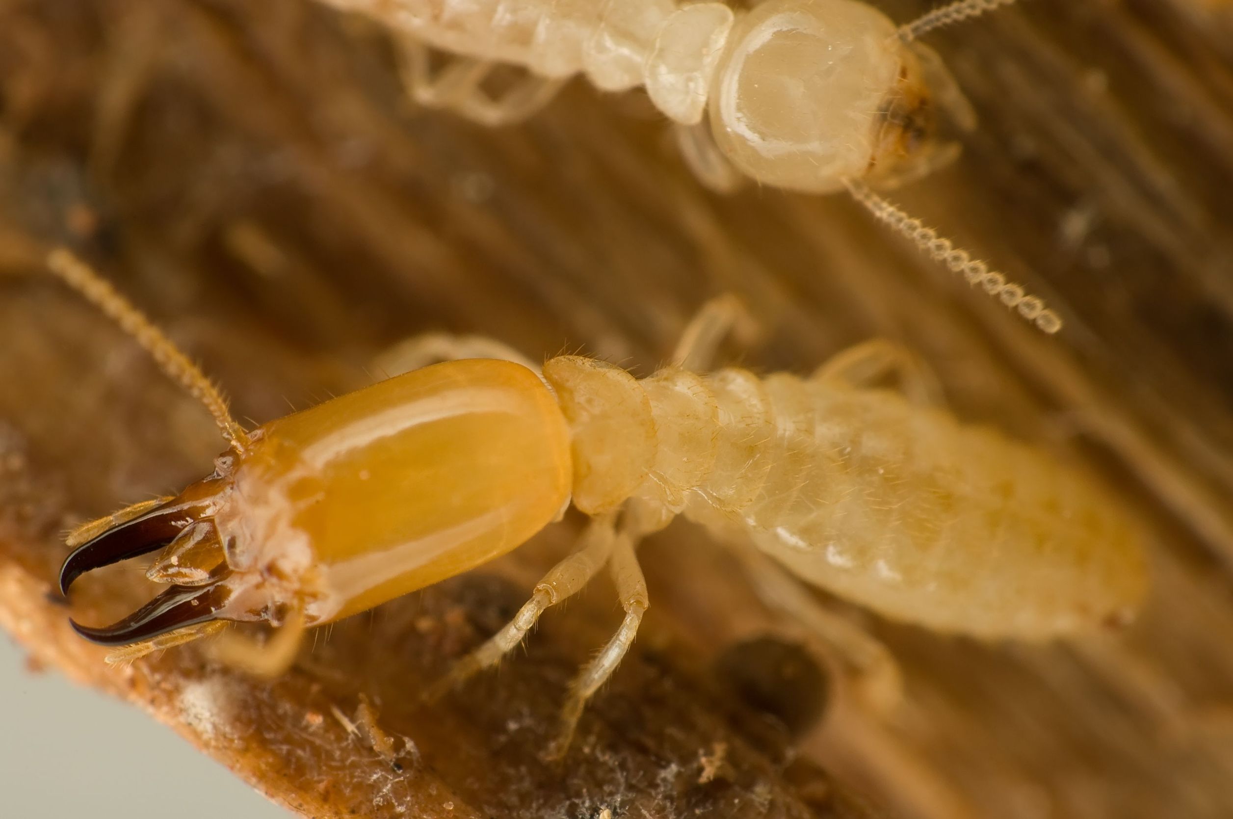 Warning Signs You Have Termites in Columbia MD