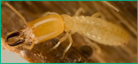 Why Hire an Expert for Insect Extermination Services in Washington, PA