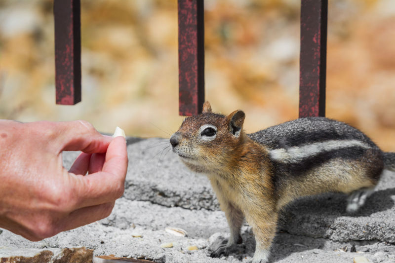 What to Expect When Working With Pasadena Exterminators