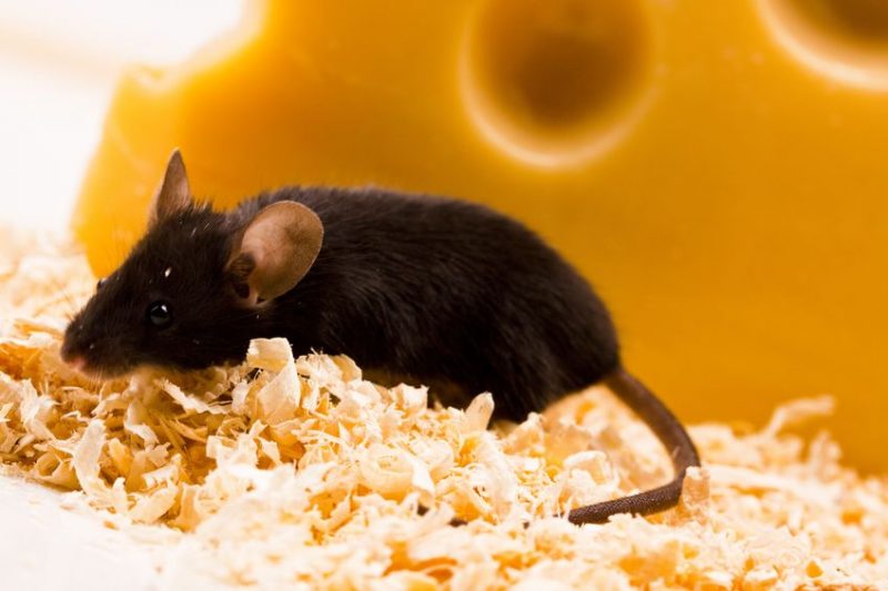 Don’t Let Bugs And Rodents Ruin Your Day When Commercial Pest Control In Jackson NJ Can Eliminate Them